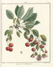 Traité des arbres fruitiers Pl18 - Henri-Louis Duhamel du Monceau — artwork view