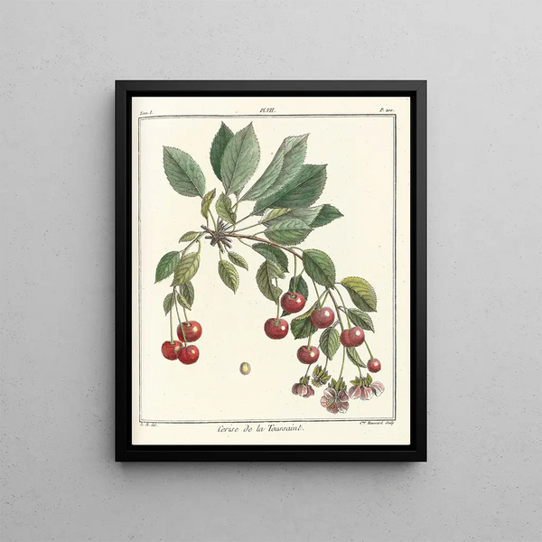 Traité des arbres fruitiers Pl18 - Henri-Louis Duhamel du Monceau — framed artwork on a wall