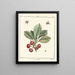 Treatise on Fruit Trees Pl19 - Henri-Louis Duhamel du Monceau — framed artwork on a wall