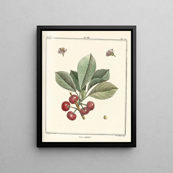 Treatise on Fruit Trees Pl19 - Henri-Louis Duhamel du Monceau — framed artwork on a wall