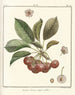 Treatise on Fruit Trees Pl20 - Henri-Louis Duhamel du Monceau — artwork view