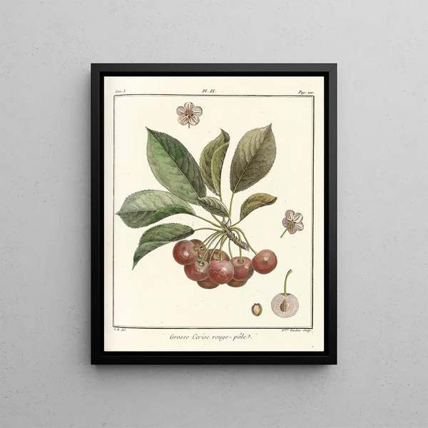 Treatise on Fruit Trees Pl20 - Henri-Louis Duhamel du Monceau — framed artwork on a wall