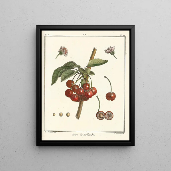 Treatise on Fruit Trees Pl21 - Henri-Louis Duhamel du Monceau — framed artwork on a wall