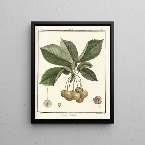 Traité des arbres fruitiers Pl22 - Henri-Louis Duhamel du Monceau — framed artwork on a wall