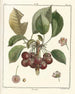 Traité des arbres fruitiers Pl23 - Henri-Louis Duhamel du Monceau — artwork view