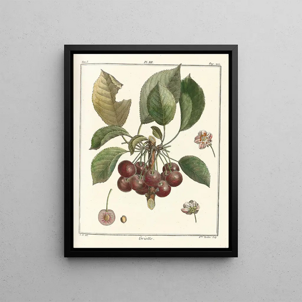 Traité des arbres fruitiers Pl23 - Henri-Louis Duhamel du Monceau — framed artwork on a wall