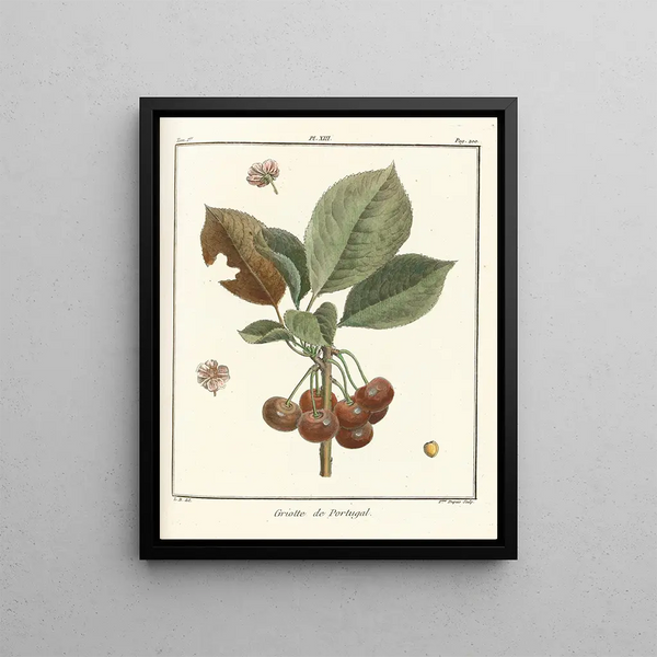 Treatise on Fruit Trees Pl24 - Henri-Louis Duhamel du Monceau — framed artwork on a wall
