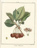 Traité des arbres fruitiers Pl25 - Henri-Louis Duhamel du Monceau — artwork view