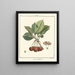 Traité des arbres fruitiers Pl25 - Henri-Louis Duhamel du Monceau — framed artwork on a wall