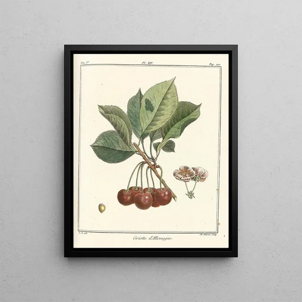 Traité des arbres fruitiers Pl25 - Henri-Louis Duhamel du Monceau — framed artwork on a wall