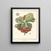 Treatise on Fruit Trees Pl26 - Henri-Louis Duhamel du Monceau — framed artwork on a wall
