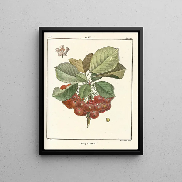 Treatise on Fruit Trees Pl26 - Henri-Louis Duhamel du Monceau — framed artwork on a wall