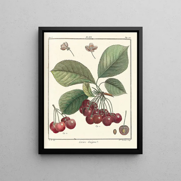 Treatise on Fruit Trees Pl27 - Henri-Louis Duhamel du Monceau — framed artwork on a wall