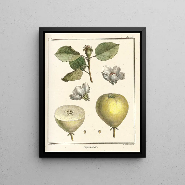 Treatise on Fruit Trees Pl28 - Henri-Louis Duhamel du Monceau — framed artwork on a wall