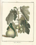 Treatise on Fruit Trees Pl29 - Henri-Louis Duhamel du Monceau — artwork view