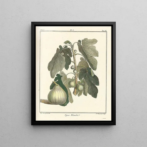 Treatise on Fruit Trees Pl29 - Henri-Louis Duhamel du Monceau — framed artwork on a wall