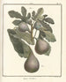 Treatise on Fruit Trees Pl30 - Henri-Louis Duhamel du Monceau — artwork view
