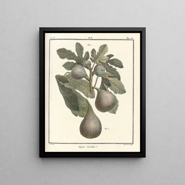 Treatise on Fruit Trees Pl30 - Henri-Louis Duhamel du Monceau — framed artwork on a wall
