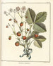 Treatise on Fruit Trees Pl31 - Henri-Louis Duhamel du Monceau — artwork view