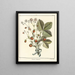 Treatise on Fruit Trees Pl31 - Henri-Louis Duhamel du Monceau — framed artwork on a wall