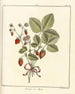 Traité des arbres fruitiers Pl32 - Henri-Louis Duhamel du Monceau — artwork view
