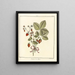 Traité des arbres fruitiers Pl32 - Henri-Louis Duhamel du Monceau — framed artwork on a wall