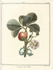 Treatise on Fruit Trees Pl33 - Henri-Louis Duhamel du Monceau — artwork view