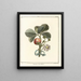 Treatise on Fruit Trees Pl33 - Henri-Louis Duhamel du Monceau — framed artwork on a wall