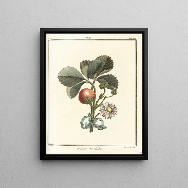 Treatise on Fruit Trees Pl33 - Henri-Louis Duhamel du Monceau — framed artwork on a wall