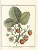 Treatise on Fruit Trees Pl34 - Henri-Louis Duhamel du Monceau — artwork view