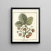Treatise on Fruit Trees Pl34 - Henri-Louis Duhamel du Monceau — framed artwork on a wall