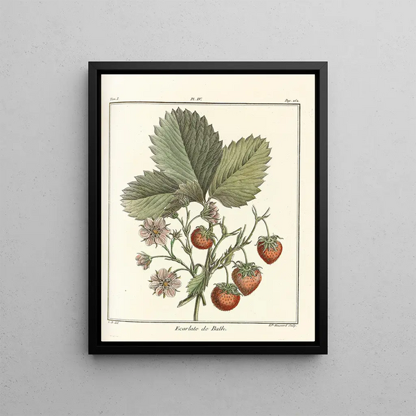 Treatise on Fruit Trees Pl34 - Henri-Louis Duhamel du Monceau — framed artwork on a wall