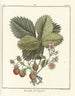 Treatise on Fruit Trees Pl35 - Henri-Louis Duhamel du Monceau — artwork view
