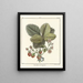 Treatise on Fruit Trees Pl35 - Henri-Louis Duhamel du Monceau — framed artwork on a wall