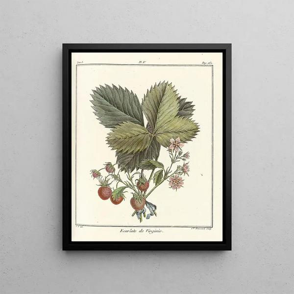 Treatise on Fruit Trees Pl35 - Henri-Louis Duhamel du Monceau — framed artwork on a wall