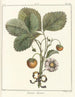 Traité des arbres fruitiers Pl36 - Henri-Louis Duhamel du Monceau — artwork view