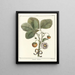 Traité des arbres fruitiers Pl36 - Henri-Louis Duhamel du Monceau — framed artwork on a wall