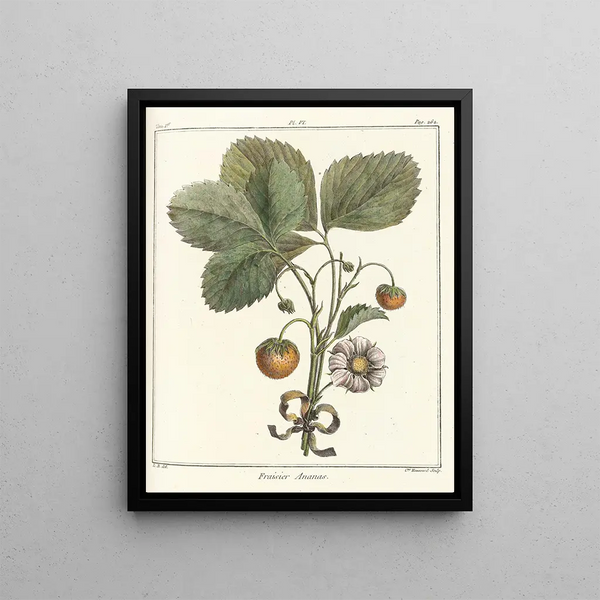 Traité des arbres fruitiers Pl36 - Henri-Louis Duhamel du Monceau — framed artwork on a wall