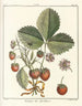 Treatise on Fruit Trees Pl37 - Henri-Louis Duhamel du Monceau — artwork view