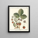 Treatise on Fruit Trees Pl37 - Henri-Louis Duhamel du Monceau — framed artwork on a wall