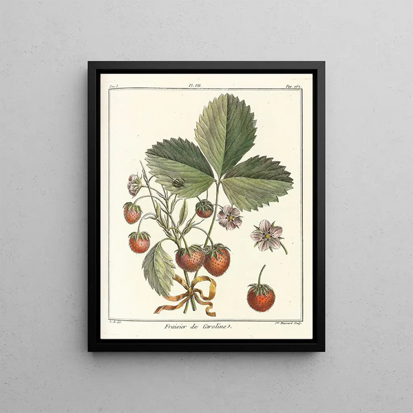 Treatise on Fruit Trees Pl37 - Henri-Louis Duhamel du Monceau — framed artwork on a wall