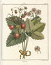 Treatise on Fruit Trees Pl38 - Henri-Louis Duhamel du Monceau — artwork view