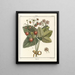 Treatise on Fruit Trees Pl38 - Henri-Louis Duhamel du Monceau — framed artwork on a wall