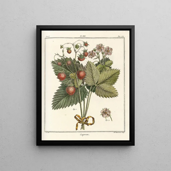 Treatise on Fruit Trees Pl38 - Henri-Louis Duhamel du Monceau — framed artwork on a wall