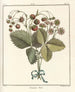 Treatise on Fruit Trees Pl39 - Henri-Louis Duhamel du Monceau — artwork view