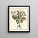 Treatise on Fruit Trees Pl39 - Henri-Louis Duhamel du Monceau — framed artwork on a wall