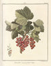 Treatise on Fruit Trees Pl40 - Henri-Louis Duhamel du Monceau — artwork view