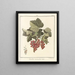 Treatise on Fruit Trees Pl40 - Henri-Louis Duhamel du Monceau — framed artwork on a wall