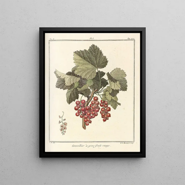 Treatise on Fruit Trees Pl40 - Henri-Louis Duhamel du Monceau — framed artwork on a wall