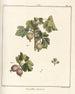 Treatise on Fruit Trees Pl41 - Henri-Louis Duhamel du Monceau — artwork view